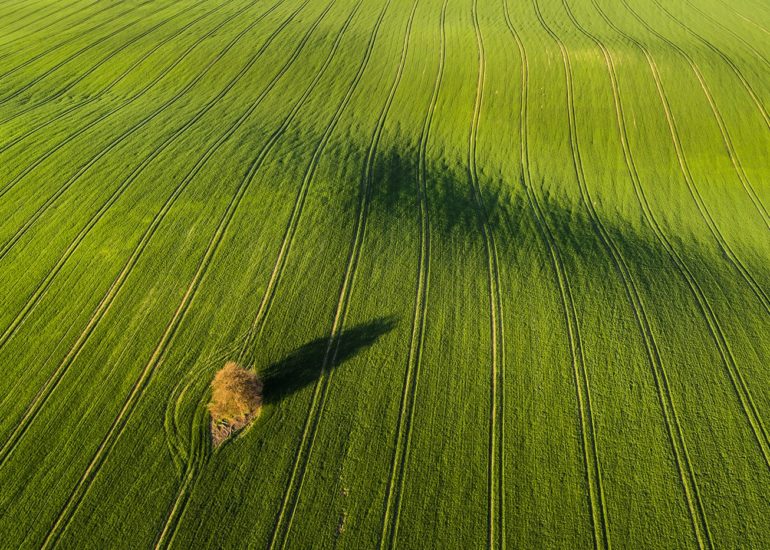 Wamińskie pagórki z pojedynczym drzewem w środku pola - zdjęcie z perspektywy lotu ptaka